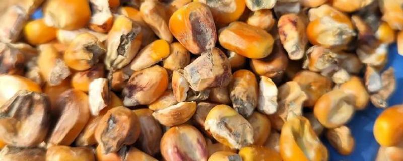 玉米发霉使用脱霉剂是否有效，经过脱霉处理后可以用来喂猪