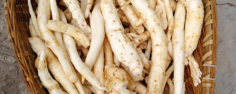 北沙参的产地，主产于山东、河北、辽宁等省份