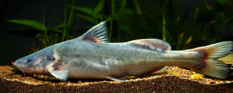 长吻鮠与斑点叉尾鮰的区别，科属和形态均不同