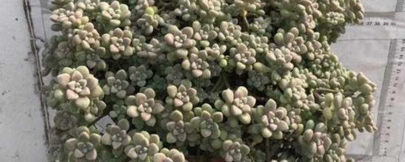 丸叶姬秋丽如何繁殖，可以使用叶插的方式进行