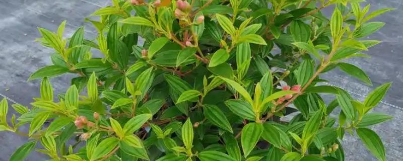 野牡丹的养殖方法，春季需结合松土施入有机肥