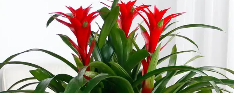 怎样才能让鸿运当头开花，土壤要保持湿润状态