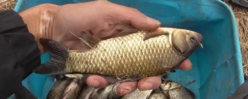 早春钓鲫鱼怎么搭配线组，垂钓小鲫鱼使用0.4号子线和0.8号主线