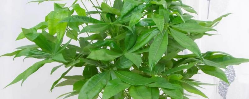 哪些植物适合用小盆养殖，常见发财树、虎皮兰等品种