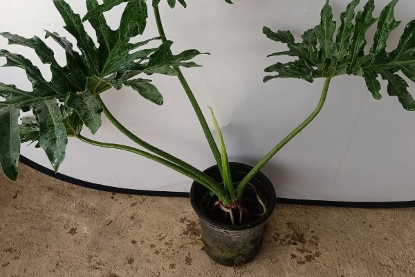 春羽如何养殖，可以选用泥盆进行栽植