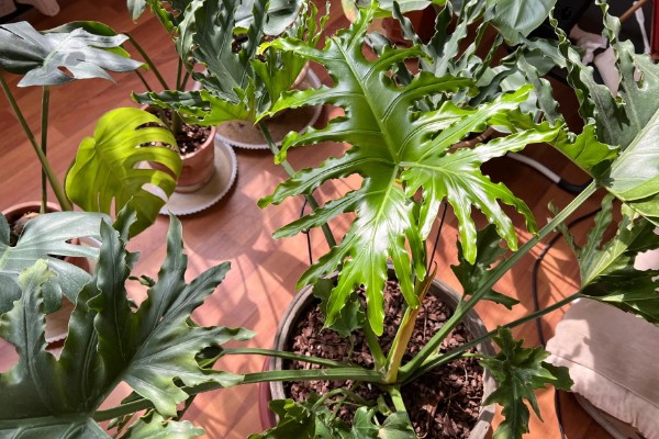 春羽如何养殖，可以选用泥盆进行栽植