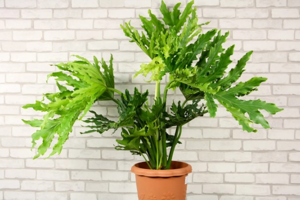 春羽如何养殖，可以选用泥盆进行栽植