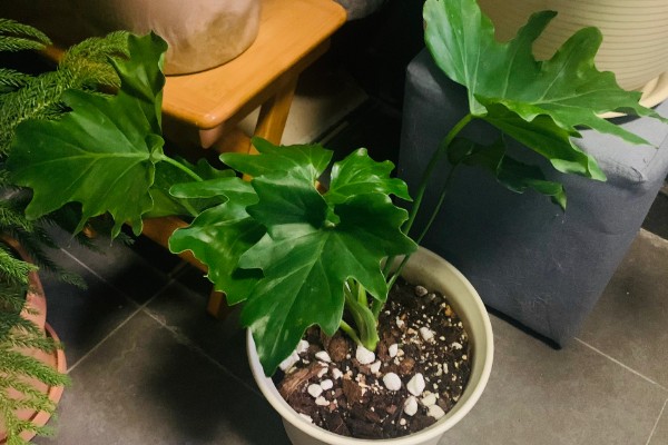 春羽如何养殖，可以选用泥盆进行栽植