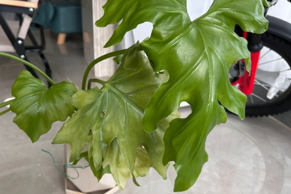 春羽如何养殖，可以选用泥盆进行栽植