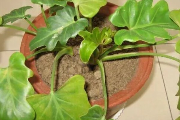 春羽如何养殖，可以选用泥盆进行栽植