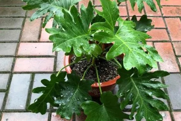 春羽如何养殖，可以选用泥盆进行栽植