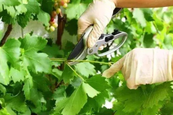 葡萄春季怎么养,进入萌芽期要对其进行修剪
