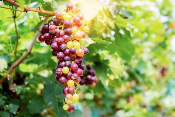 葡萄春季怎么养,进入萌芽期要对其进行修剪