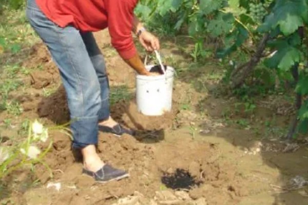 葡萄春季怎么养,进入萌芽期要对其进行修剪