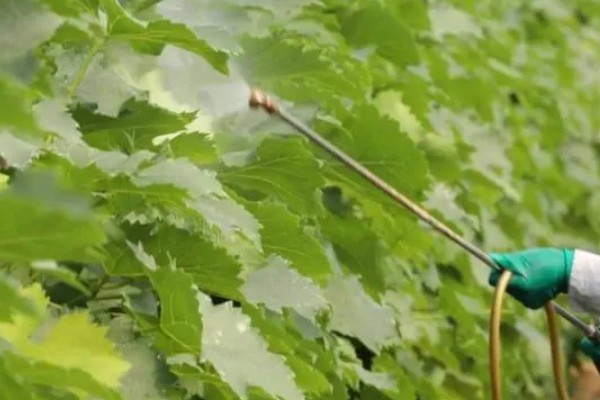 葡萄春季怎么养,进入萌芽期要对其进行修剪