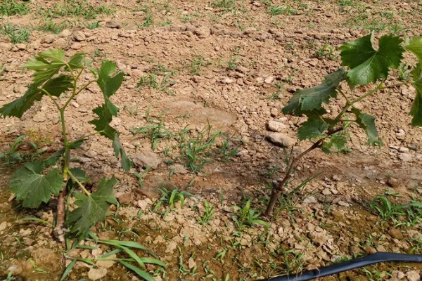 葡萄春季怎么养,进入萌芽期要对其进行修剪