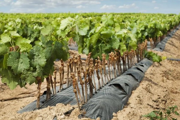 葡萄春季怎么养,进入萌芽期要对其进行修剪