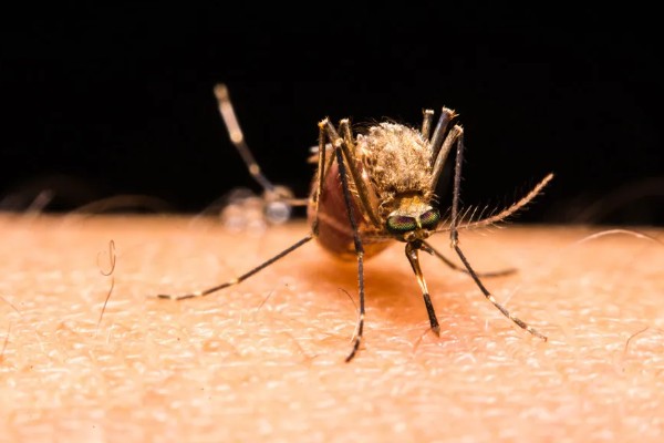 蚊子有几颗牙齿,蚊子有22颗牙齿