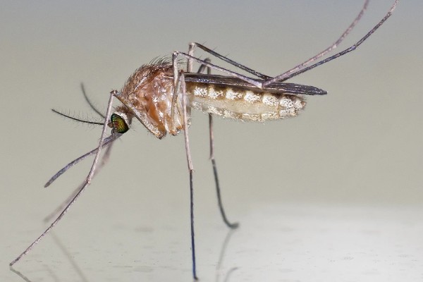 蚊子有几颗牙齿,蚊子有22颗牙齿