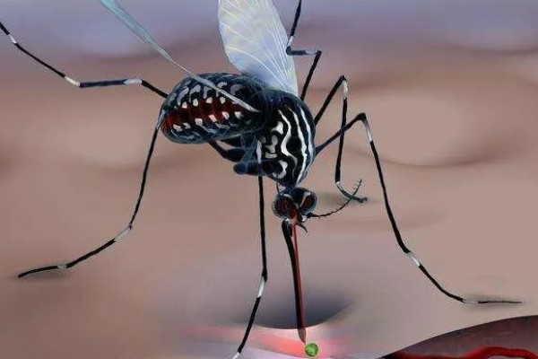 蚊子有几颗牙齿,蚊子有22颗牙齿