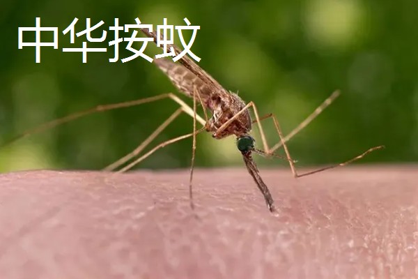 蚊子有几颗牙齿,蚊子有22颗牙齿