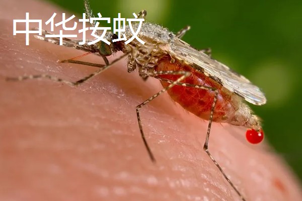 蚊子有几颗牙齿,蚊子有22颗牙齿