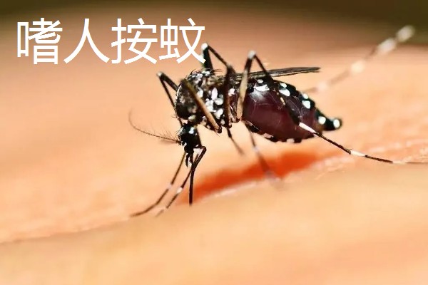 蚊子有几颗牙齿,蚊子有22颗牙齿