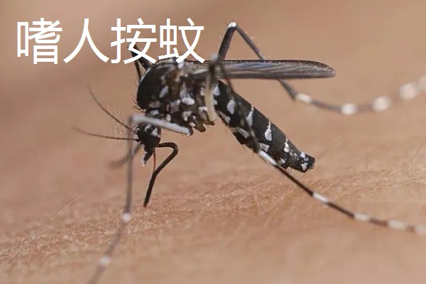 蚊子有几颗牙齿,蚊子有22颗牙齿