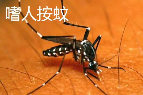 蚊子有几颗牙齿,蚊子有22颗牙齿