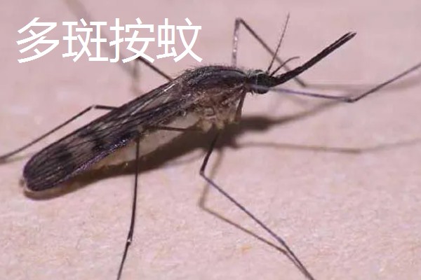 蚊子有几颗牙齿,蚊子有22颗牙齿