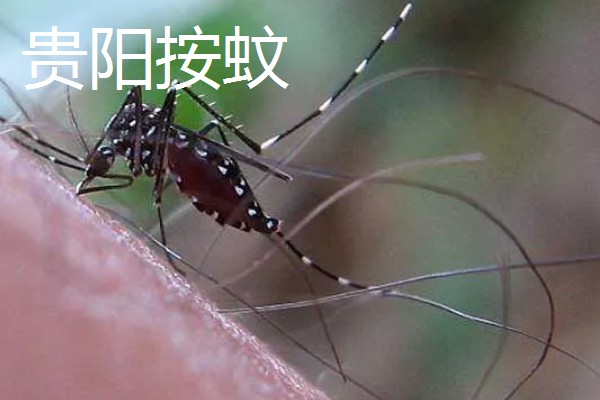 蚊子有几颗牙齿,蚊子有22颗牙齿