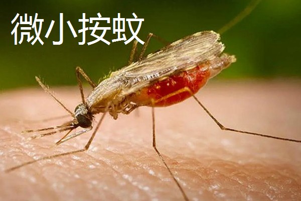 蚊子有几颗牙齿,蚊子有22颗牙齿