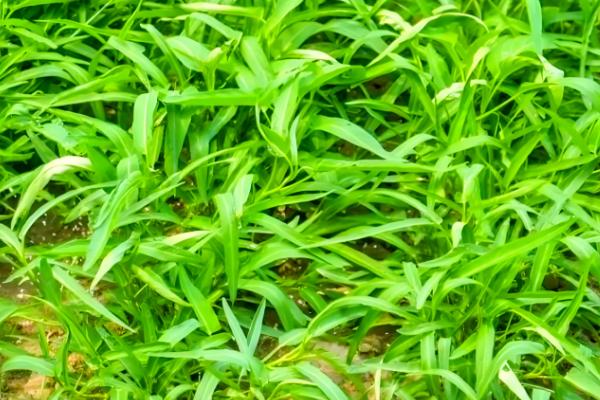 空心菜怎么种植，每穴播种3-5粒