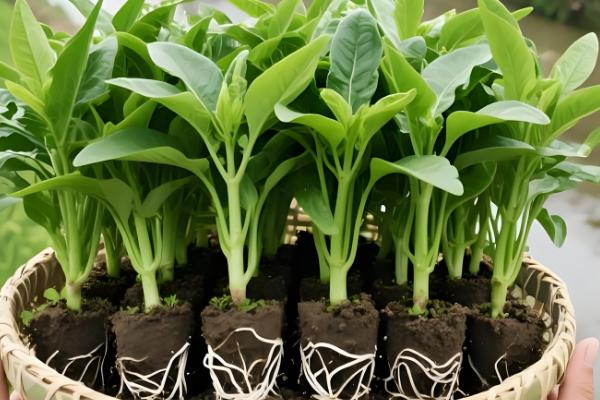 空心菜怎么种植，每穴播种3-5粒