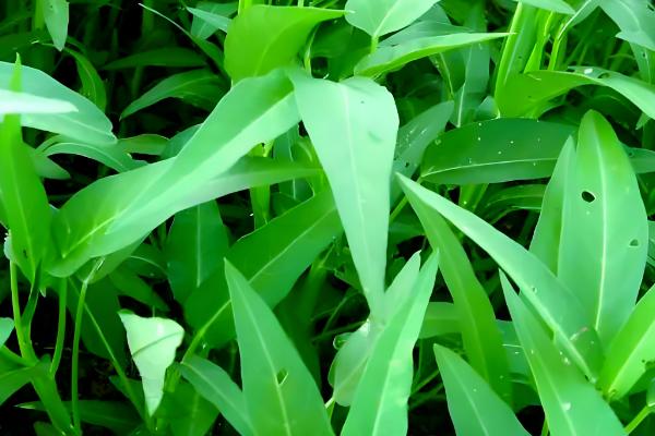 空心菜怎么种植，每穴播种3-5粒