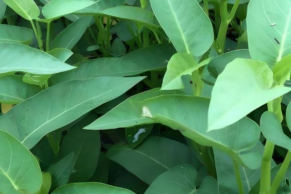 空心菜怎么种植，每穴播种3-5粒