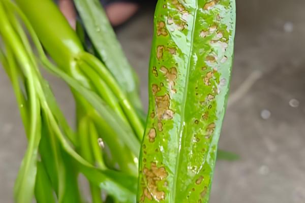 空心菜怎么种植，每穴播种3-5粒