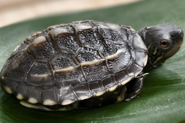 为什么乌龟身上有股难闻的味,可能是喂食引起的