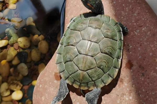 为什么乌龟身上有股难闻的味,可能是喂食引起的