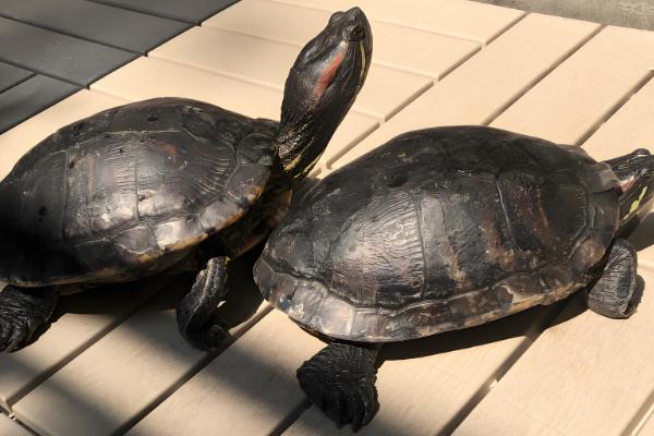 为什么乌龟身上有股难闻的味,可能是喂食引起的