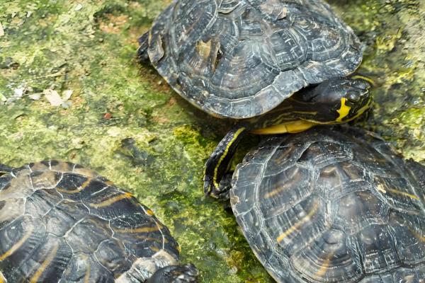 为什么乌龟身上有股难闻的味,可能是喂食引起的