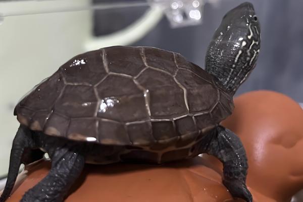 为什么乌龟身上有股难闻的味,可能是喂食引起的