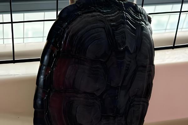 为什么乌龟身上有股难闻的味,可能是喂食引起的