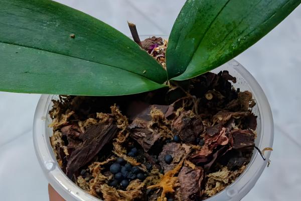 石斛的养殖方法，放置在散射光充足的环境中养护