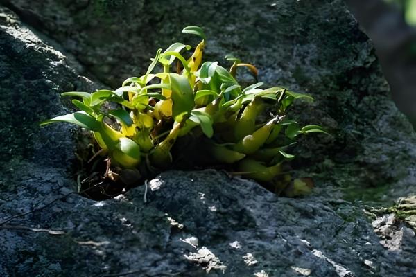 石斛的养殖方法，放置在散射光充足的环境中养护