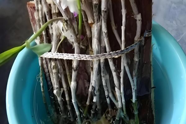 石斛的养殖方法，放置在散射光充足的环境中养护