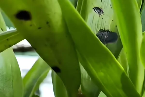 石斛的养殖方法，放置在散射光充足的环境中养护