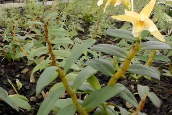 石斛的养殖方法，放置在散射光充足的环境中养护