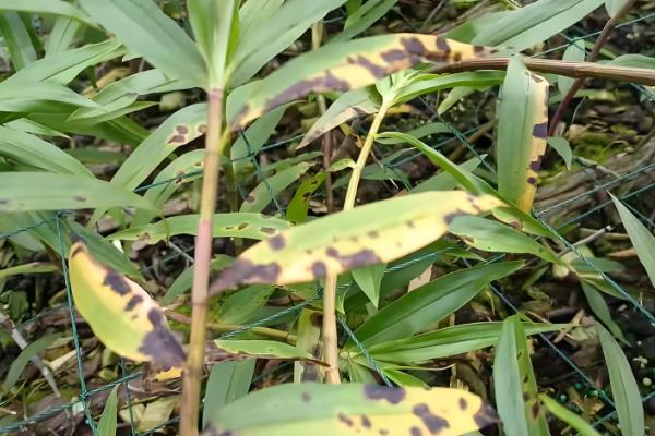 石斛的养殖方法，放置在散射光充足的环境中养护