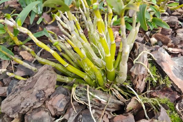 石斛的养殖方法，放置在散射光充足的环境中养护